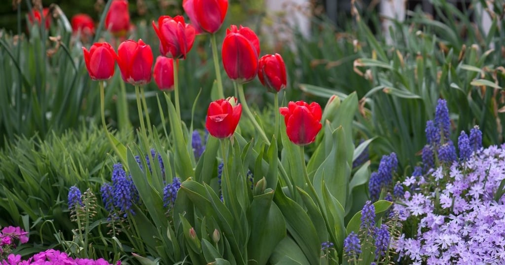 front yard ideas for landscaping