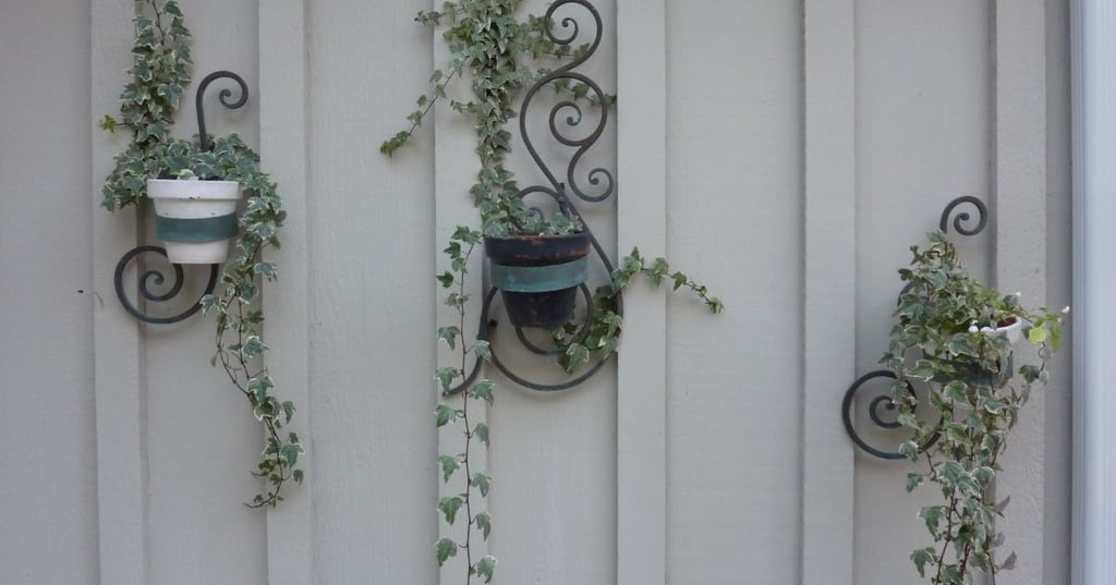 Our Favorite Hanging Plants Are Perfect For Low Maintenance Living