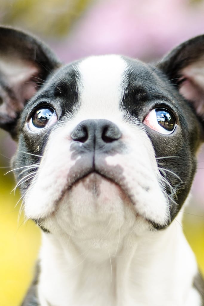 Cute Boston Terriers