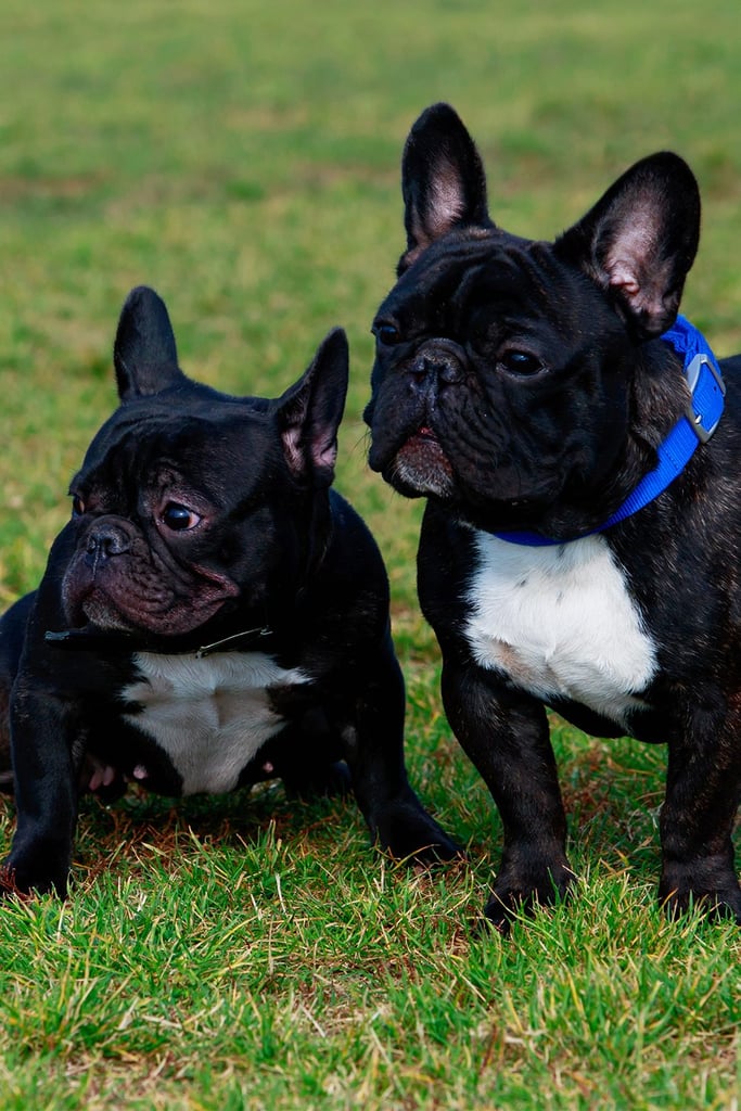 Two Black French Bulldogs