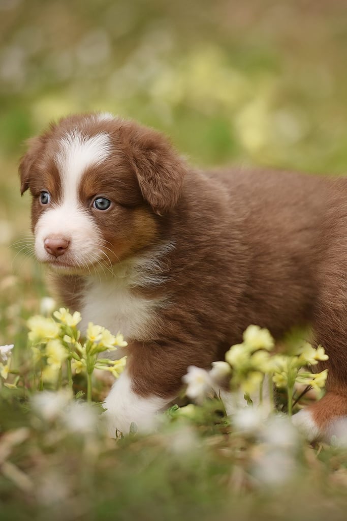 Australian Shepherd Colors