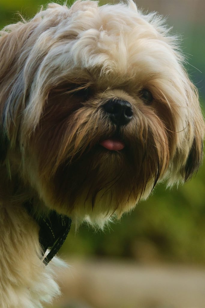 Shih Tzu Dog