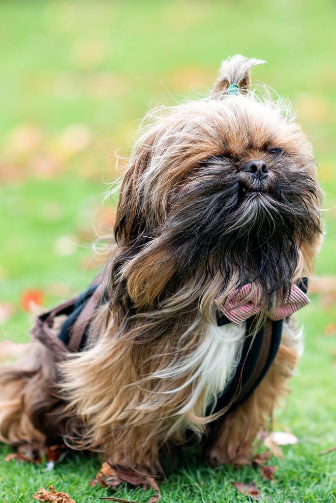 Cute Shih Tzu Dogs
