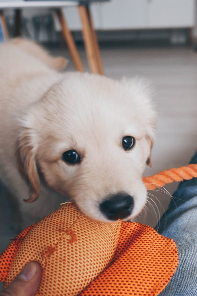 Golden Retriever Puppy Eyes