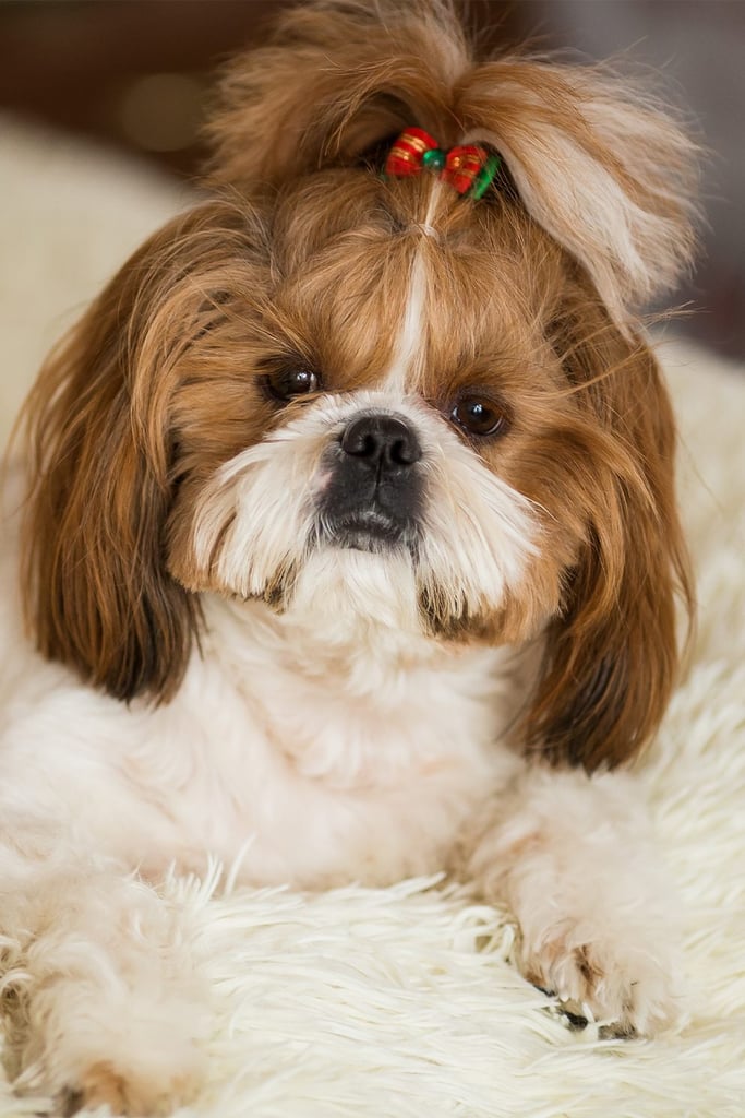 Shih Tzu Puppy Cut