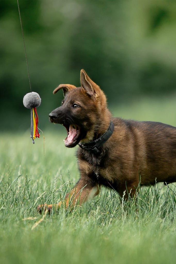 Sable German Shepherd Puppies