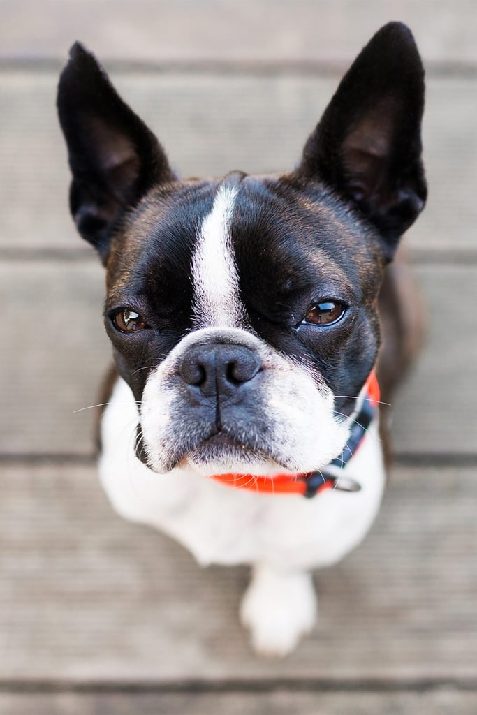 Red Boston Terrier Funny
