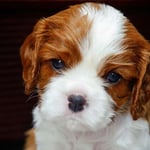 Cavalier King Charles Spaniel Puppy