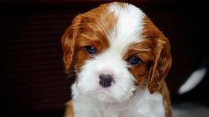 Cavalier King Charles Spaniel Puppy