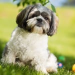 Are Shih Tzus Playful