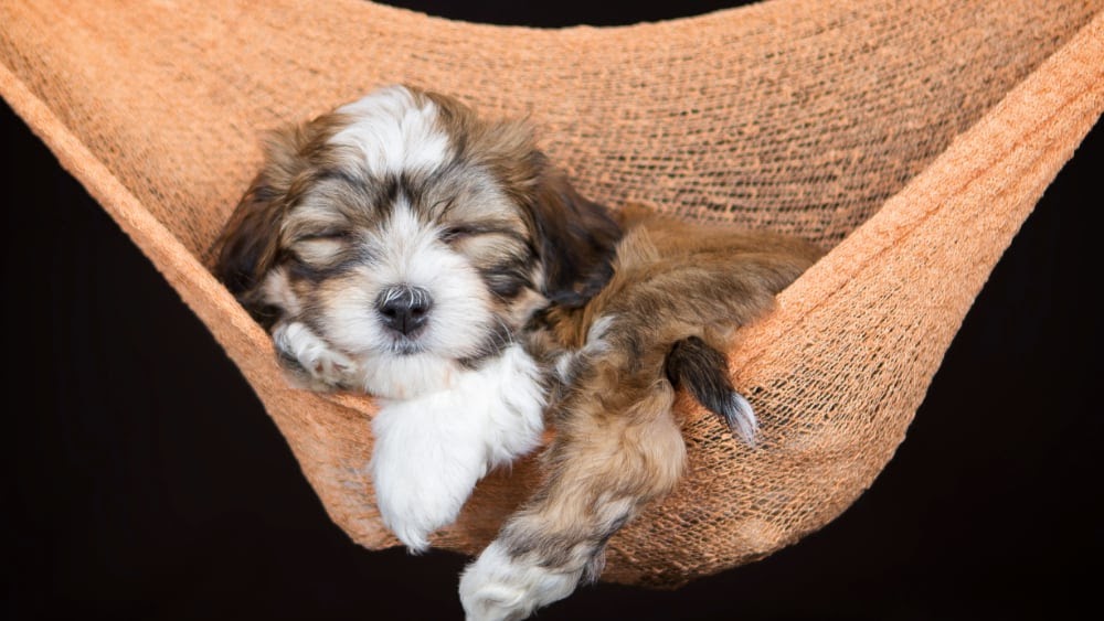 Havanese Puppy Sleeping in Hammock