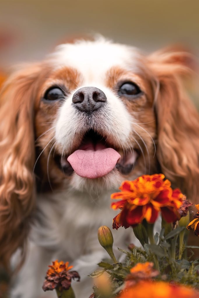 Tri Cavalier King Charles Spaniel