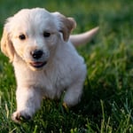 Golden Retriever Puppy