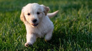 Golden Retriever Puppy