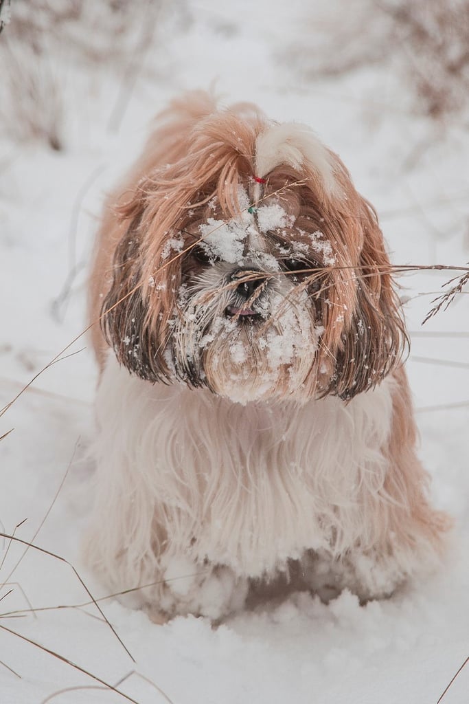 Shih Tzu Dog In The Snow