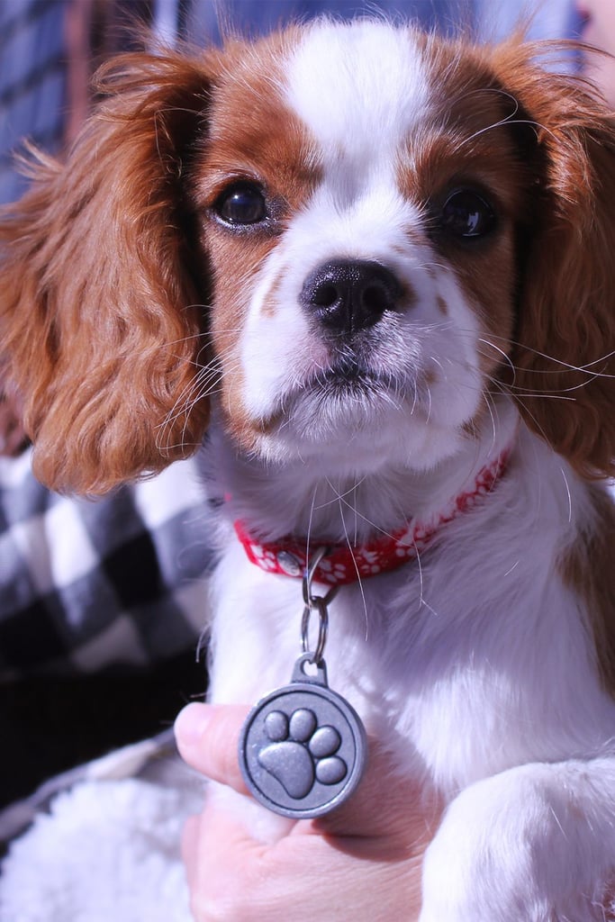 Puppy Cavalier King Charles Spaniel