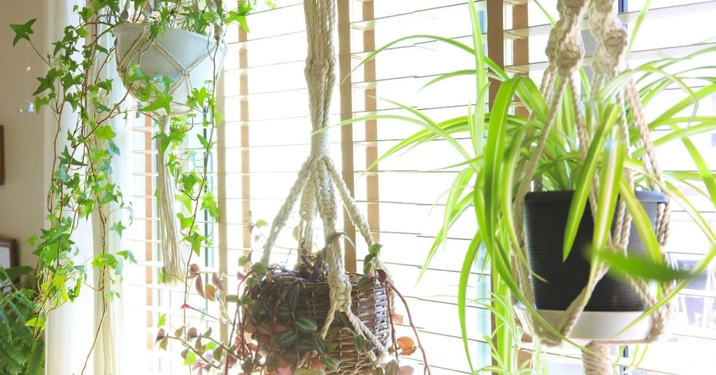 The Best Low Maintenance Hanging Plants