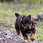 Can you run with a rottweiler