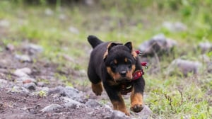 Can you run with a rottweiler