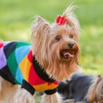 Yorkshire Terrier Breed Information