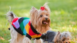 Yorkshire Terrier Breed Information