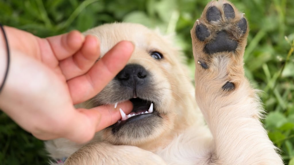 Why does my golden retriever puppy bite me