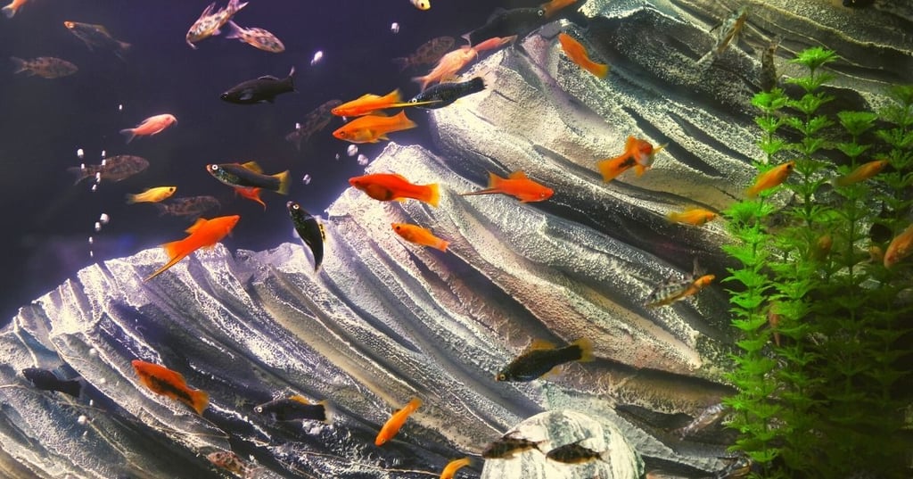 How to Choose Safe Decorations for Your Fish Tank