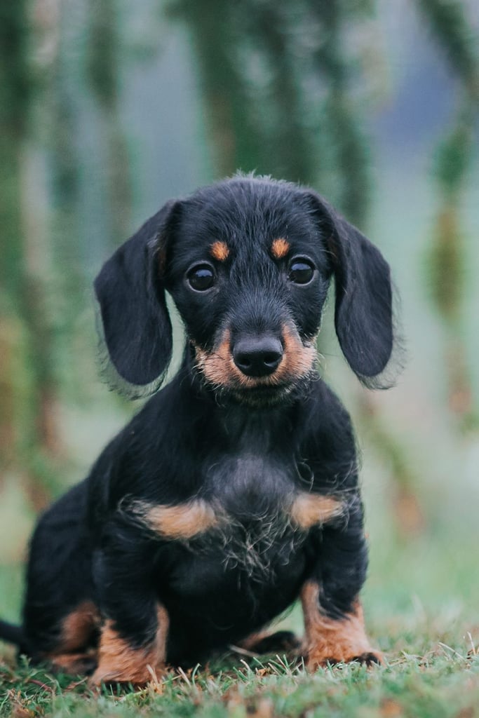 Long Haired Dachshund Puppy