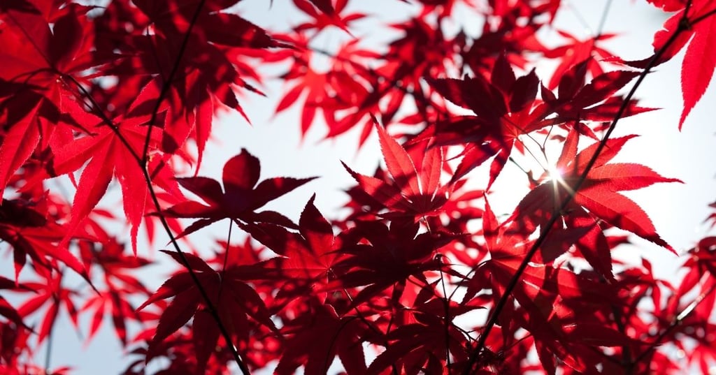 Japanese Maple The Versatile Tree for Sun or Shade
