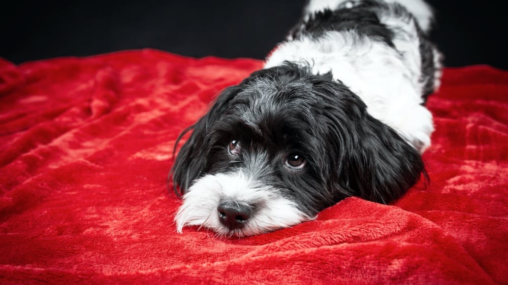 Funny Havanese Puppy Sad Eyes
