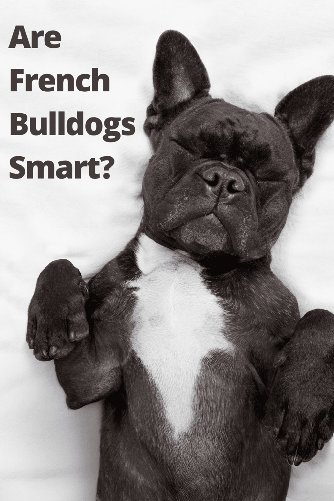 Are French Bulldogs Smart?