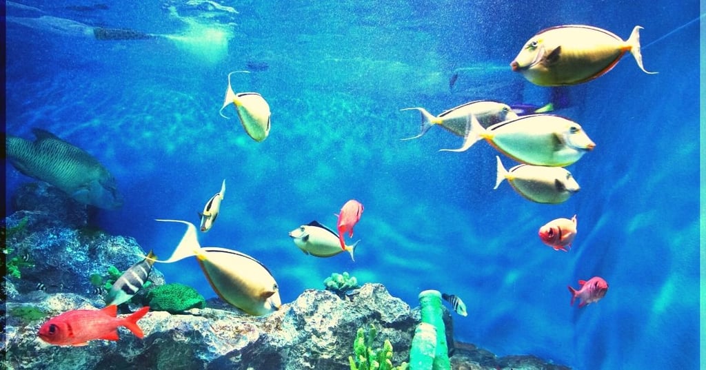 Select the Perfect Decorations for Your Fish Tank