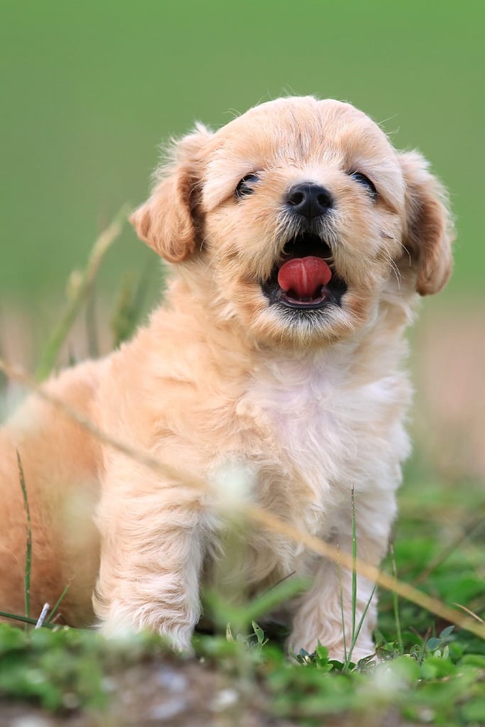 Golden Poodle Puppy