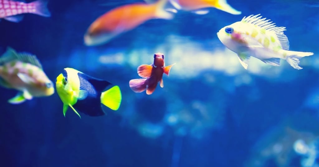 Creating a Beautiful Fish Tank