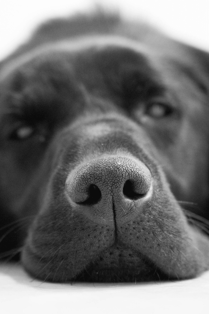 Labrador Retriever Breed History