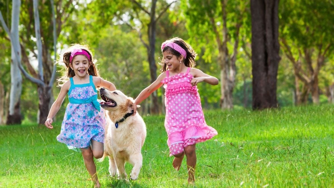 Why Is a Golden Retriever a Great Choice for Families