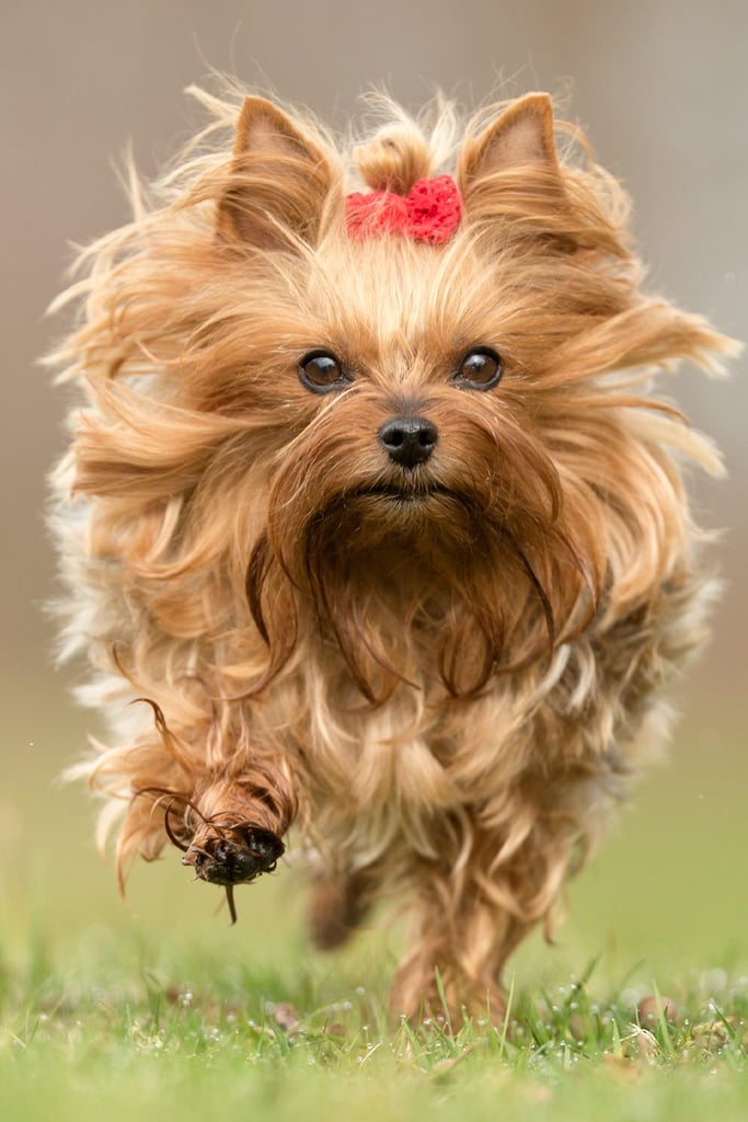 Yorkshire Terrier Running