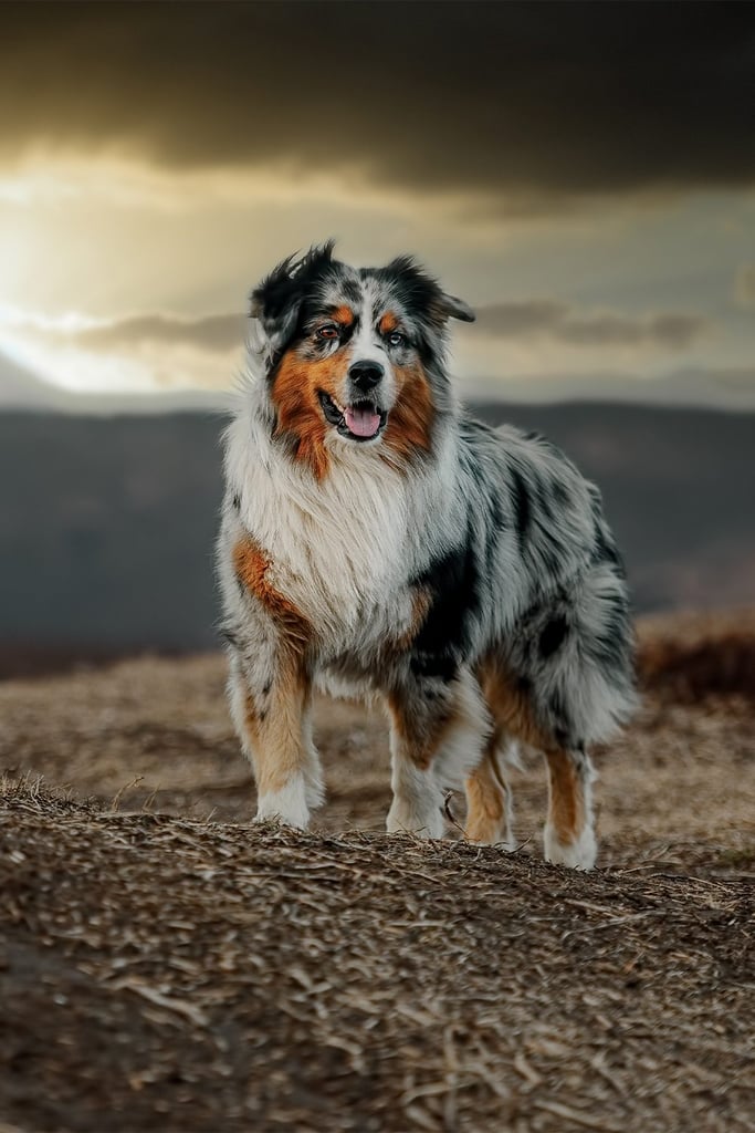 Black Tri Australian Shepherd