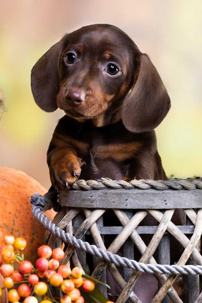 Cutest Dachshund Puppy