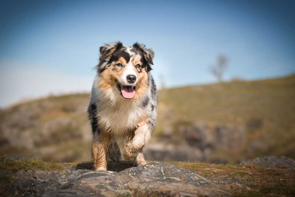 Should you dock your Aussie's tail