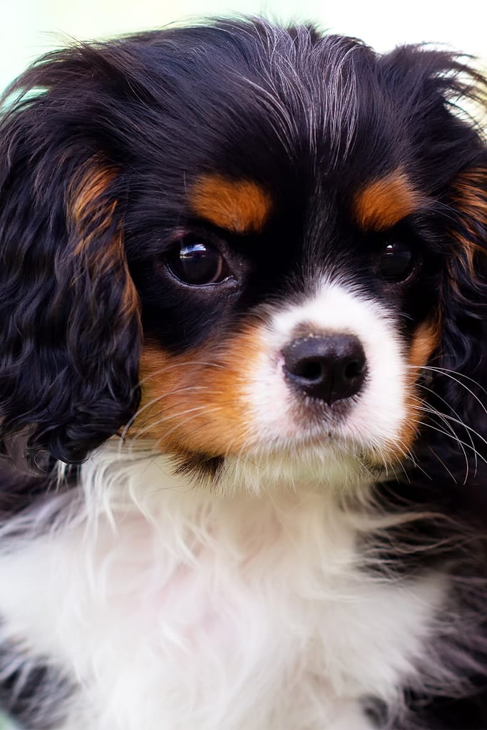 Cavalier King Charles Spaniel Black And Tan Puppy