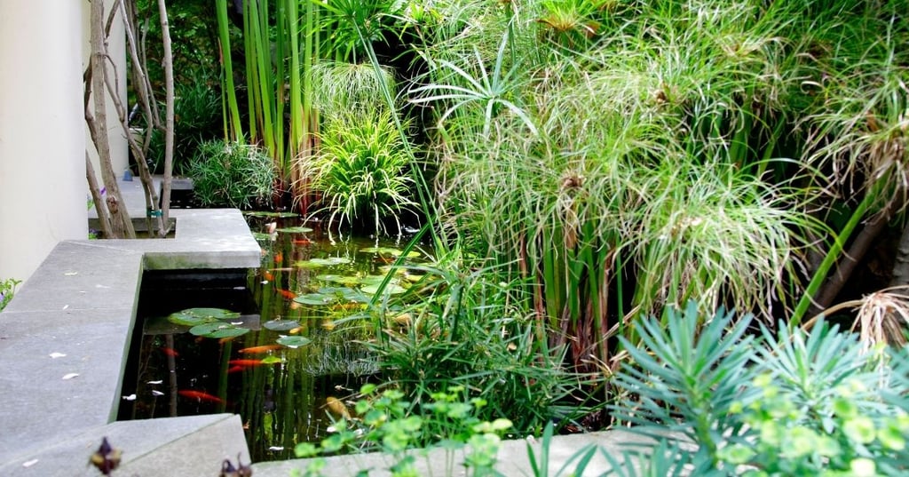 how much does it cost to maintain a koi pond