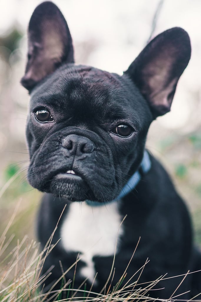 Black French Bulldog