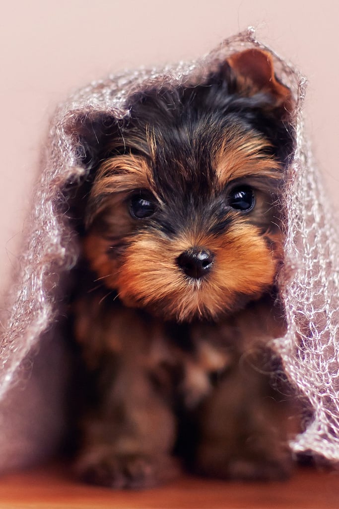 Yorkshire Terrier Puppies