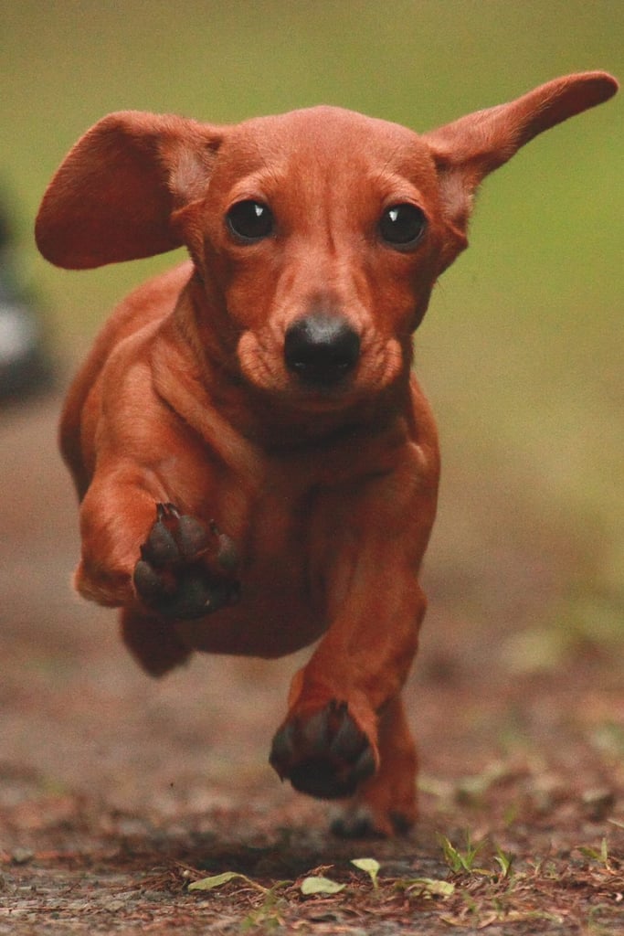 Cute Dachshund Dog