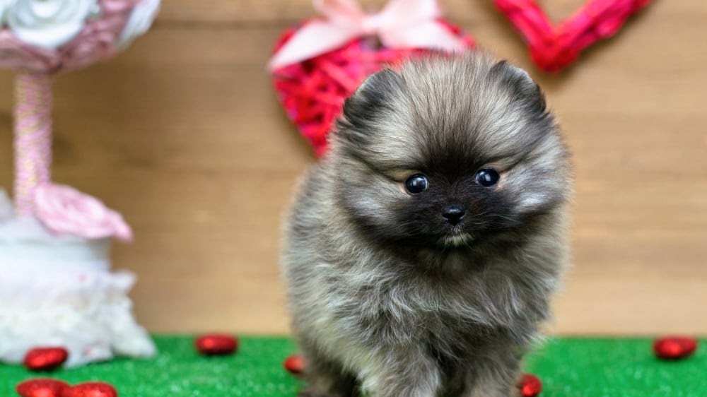 Funny Pomeranian Inside