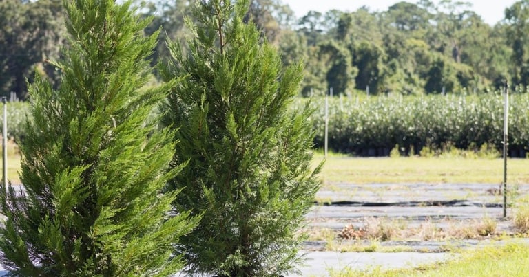 The secret to growing the worlds fastest growing evergreen tree