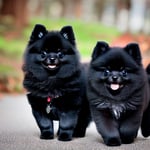 Black Pomeranian dog