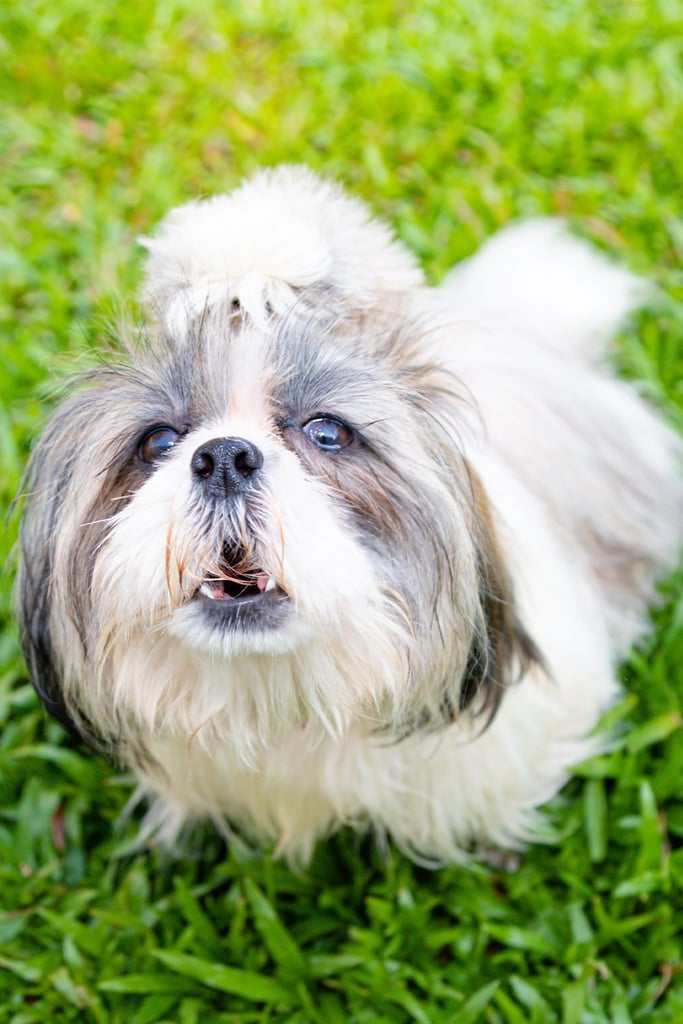 Shih Tzu Grooming Styles Female