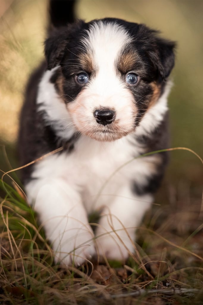 Cute Aussie Shepherd Puppies 1